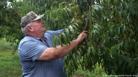 Bader Farms Won $265 Million From Monsanto After Dicamba Killed 30,000 Peach Trees